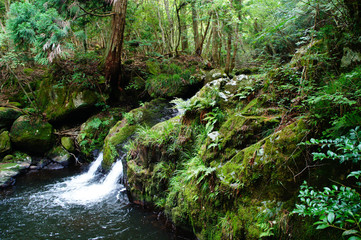 Obraz premium Prefektura Kioto Tannan nourikei