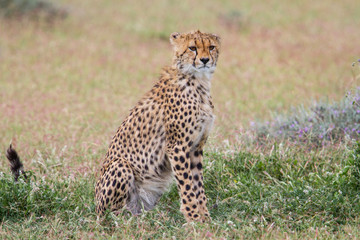 Naklejka na ściany i meble Young cheetah under a small acacia in Ndutu area near Serengeti Natioanal Park in Tanzania