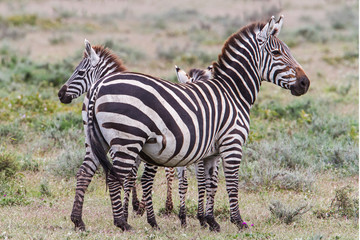 Zebra mother with young in the Serengeti National Park in Tanzania
