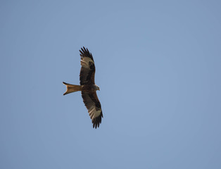 Greifvogel in der Wildnis