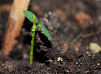 Young green sprout