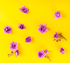 flowers violets on yellow