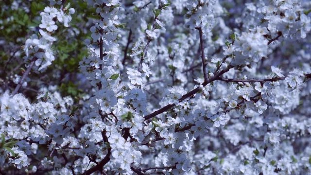 Blossoming Branch of Pear Trees swing on Wind