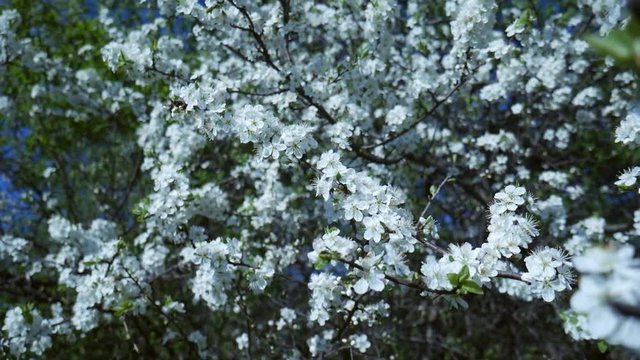 Blossoming Branch of Pear Trees swing on Wind