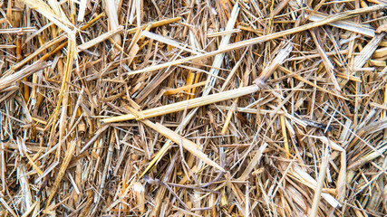 Dried hay packed in stack. Background image.