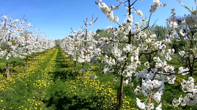 Bl&uuml;hende Kirschbaumplantage im Fr&uuml;hling, Kirschbl&uuml;ten, Obstbau, handheld camera, 4K