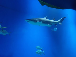 Naklejka premium Shark