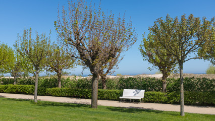 bench among cut trees in the town of Ahlbeck on the Baltic Sea