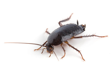Eastern cockroach isolated