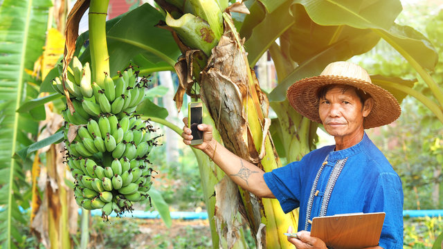 Portrait of middle aged farmer at Asia , on banana tree and nature background , farmer use smart phone , Concept: Organic farming.