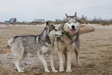 Couple of husky dogs playing on seaside