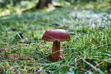 Forest mushroom in the green grass and moss close up view.