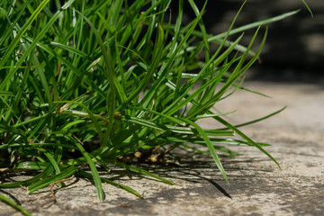 Grass green on the floor, grass texture 