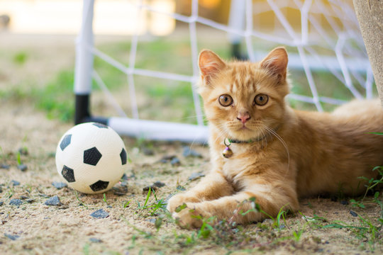 Persian Cat Football Player