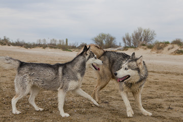 Couple of husky dogs playing on seaside