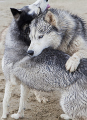 Couple of husky dogs playing on seaside