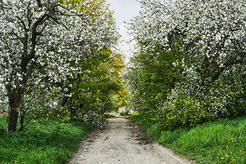 Fototapeta na wymiar A dirt, paved road and flowering fruit trees in spring in Poland.