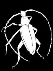 Contour decorative drawing of a beetle on a black background in graphic style