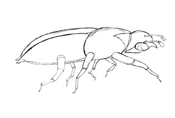 Contour decorative drawing of a beetle in graphic style