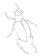 Contour decorative drawing of a beetle in graphic style