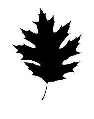 Silhouette image of a leaf