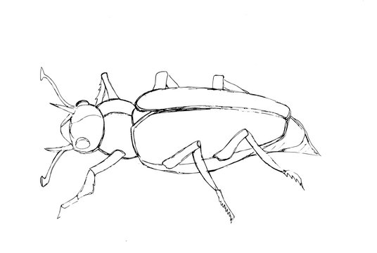 Contour decorative drawing of a beetle in graphic style