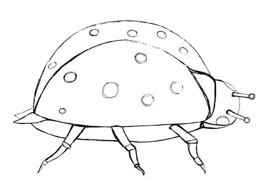 Contour decorative drawing of a ladybird in graphic   style for coloring