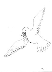 Contour drawing of a flying dove 