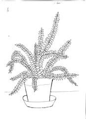 Outline drawing of flowers in a pot