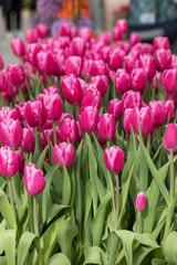 purple tulips flowers blooming in a garden