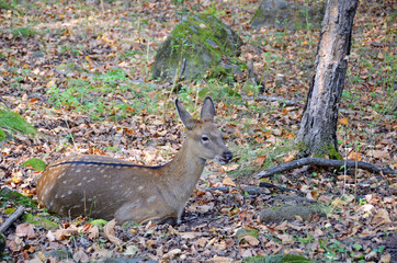 Spotted deer (Cervus nippon) in the Far East taiga. Female