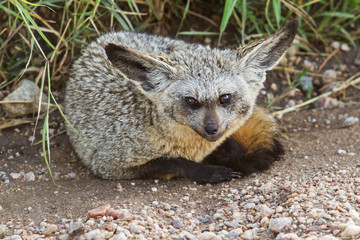 Bat eared fox in Serengeti National Park in Tanzania