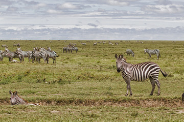 Zebra herd during migration in Serengeti National Park in Tanzania