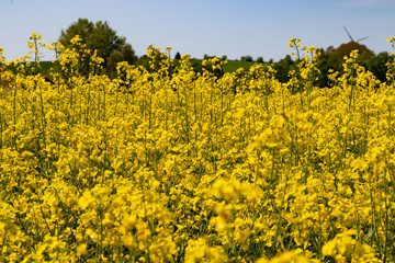 Blühendes Rapsfeld an einem Maitag unter blauem Himmel