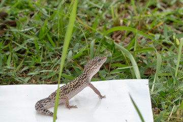 Adorable leopard gecko morph mack snow (Eublepharis macularius) on ground, grass, nature background. Selective focus.