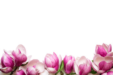 Pink magnolia flowers isolated on white background with copy space for greeting message