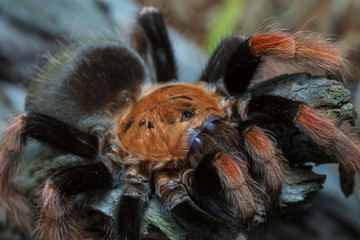 Mexican Fireleg (Brachypelma boehmei) the beautiful tarantula stays on wooden branch in nature background. Selective focus.