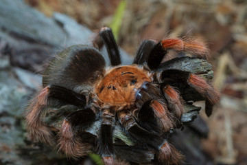 Mexican Fireleg (Brachypelma boehmei) the beautiful tarantula stays on wooden branch in nature background. Selective focus.