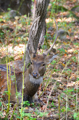 animal,artiodactyl,autumn,close,deer,district,fallen leaves,grass,hill,horns,mammal,nature,nose,park,plan,region,russia,safari,seaside,shkotovsky,snout,spotty,taiga,tree,wild