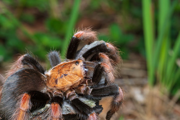 Mexican Fireleg (Brachypelma boehmei) the beautiful tarantula stays on wooden branch in nature background. Selective focus.