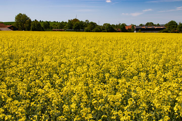 Gelb blühendes Rapsfeld unter blauem Himmel
