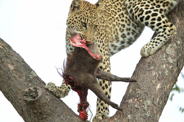 Leopard in a tree with prey