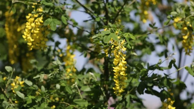 The yellow action is an ornamental shrub because its grape-shaped flowers are beautifully presented among small green leaves.

