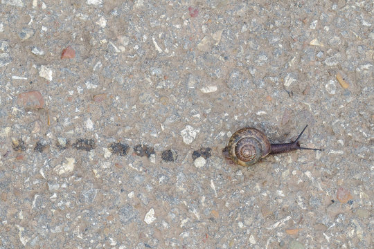 The Snail Crawls Side By Side On The Asphalt. Close Up. Macro.