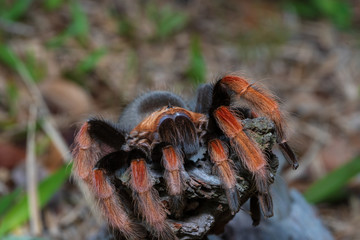 Mexican Fireleg (Brachypelma boehmei) the beautiful tarantula stays on wooden branch in nature background. Selective focus.