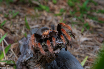 Mexican Fireleg (Brachypelma boehmei) the beautiful tarantula stays on wooden branch in nature background. Selective focus.