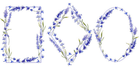 Violet lavender. Floral botanical flower. Wild spring leaf wildflower isolated. Aquarelle wildflower for background, texture, wrapper pattern, frame or border.