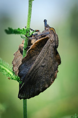 Large Butterfly, Moth Gastropacha Quercifolia, The Lappet Sits On Green Stem. Close-Up. Macro.