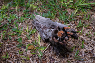 Mexican Fireleg (Brachypelma boehmei) the beautiful tarantula stays on wooden branch in nature background. Selective focus.