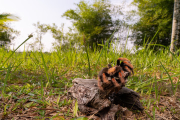 Mexican Fireleg (Brachypelma boehmei) the beautiful tarantula stays on wooden branch in nature background. Selective focus.